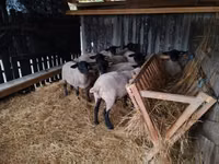 Ovejas (lote, sexo no especificado), White Suffolk sheep — foto 6