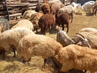 Ovejas (lote, sexo no especificado), Ovejas — foto 3