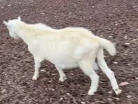 تيس, Saanen goat — الصورة 3