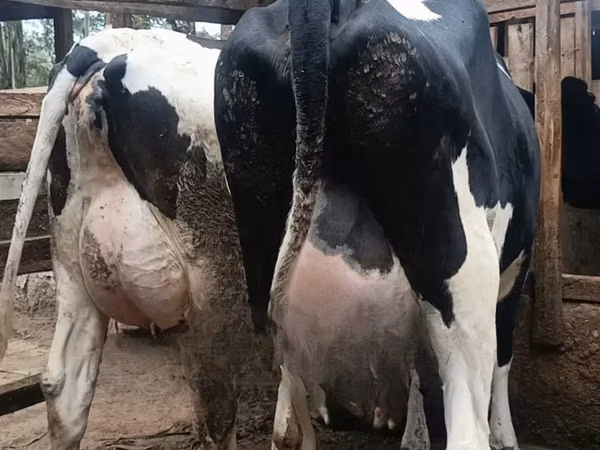 गाय, गोलस्टीन नस्ल