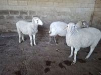母羊, Merino sheep — 照片 7