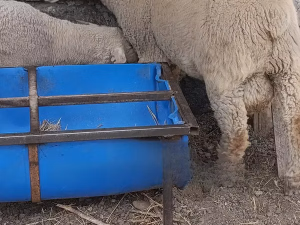 Ram, Merino sheep