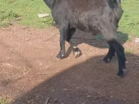 Cabras (lote, sexo no especificado), Cabras — foto 1