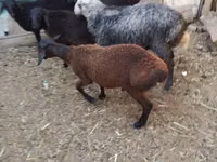 Carnero, Arabi sheep — foto 7