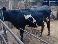 Kuh, Holstein-Rasse — Foto 2