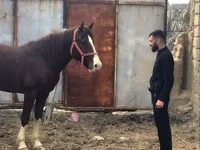 Pferde (Partie, Geschlecht nicht angegeben), Mustang — Foto 2