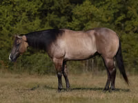 Horse (M), Quarter Horse — photo 1