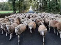 Schaf, Ile-de-France sheep — Foto 5