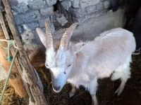 公山羊, Goats — 照片 1