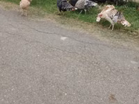 Turkeys — photo 3