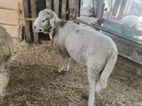 Carnero, Suffolk sheep — foto 1