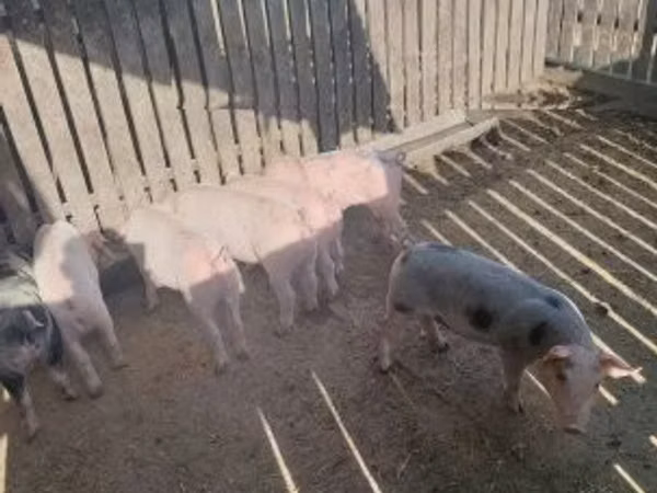 Sow, Pigs
