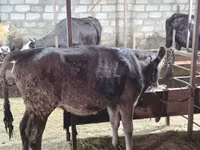 Vaca, Ganado vacuno — foto 3