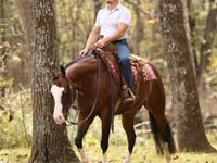 घोड़ा, Quarter Horse — फ़ोटो 6