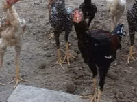 Chickens — الصورة 7