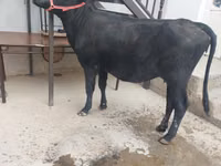 母牛, Cattle — 照片 1