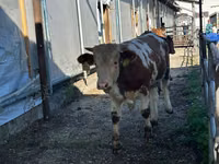 Bulle, Limousin-Kuh — Foto 2