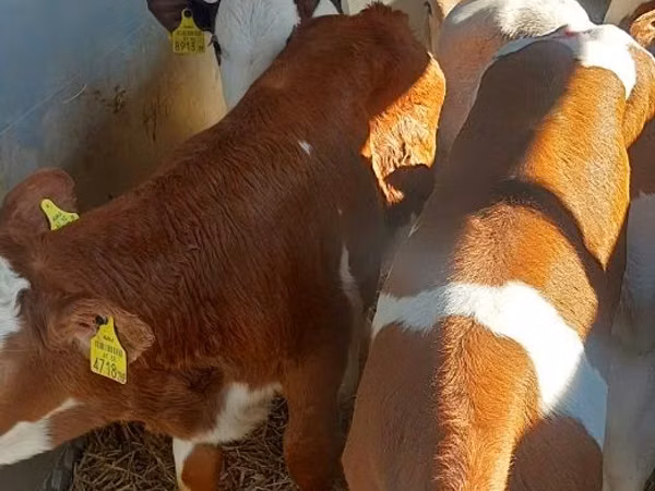 Toro, Simmental cattle