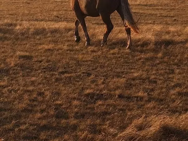 Horse (M), Altai horse