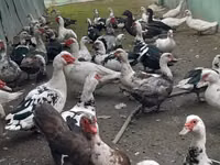 Domestic Muscovy — photo 3