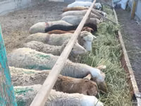 Oveja, Ovejas — foto 4