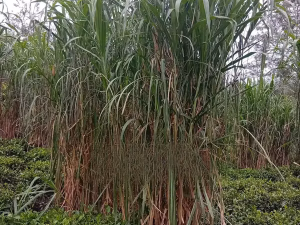 Juncao Chinese Magic Grass