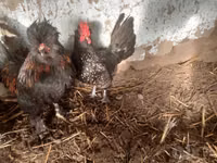 Japanese Bantam — photo 1