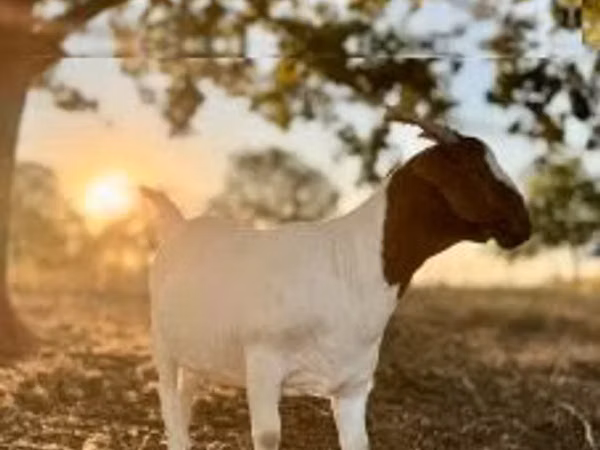 Cabra, Boer goat