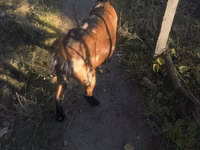 बकरी, Alpine goat — फ़ोटो 2