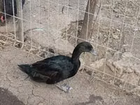 كايوغا — الصورة 1