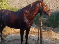 Horse (M), Karabakh horse — photo 1