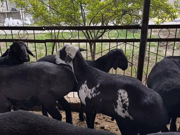 Widder, Rhon sheep