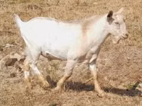 母山羊, Nubian Goat — 照片 5