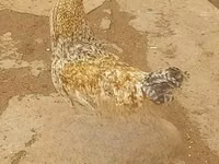 Gallinas Shamo — foto 6