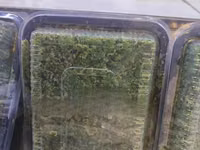 Azolla Seeds - 2000ml — फ़ोटो 1