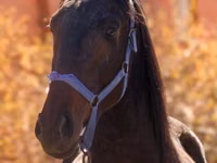 Horse (M), Thoroughbred horse — photo 3