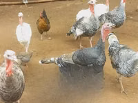 Turkeys — Foto 2