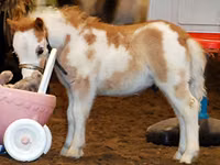घोड़ी, Miniature horse — फ़ोटो 2