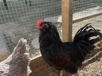 Chickens — الصورة 2