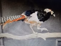 Chickens — photo 2