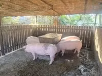 Sow, Pigs — photo 5