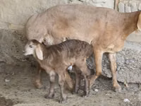 भेड़, Arashan sheep — फ़ोटो 2