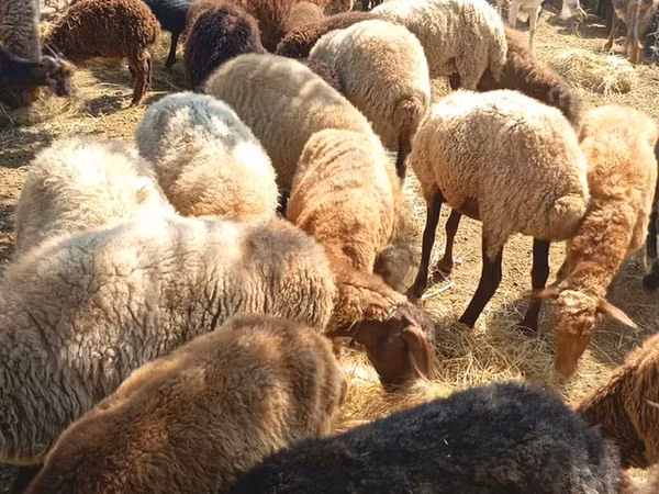 Ovejas (lote, sexo no especificado), Ovejas