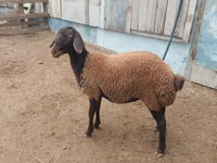 كبش, Suffolk sheep — الصورة 1