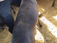 मेढ़ा, Kyrgyz Mountain merino sheep — फ़ोटो 5