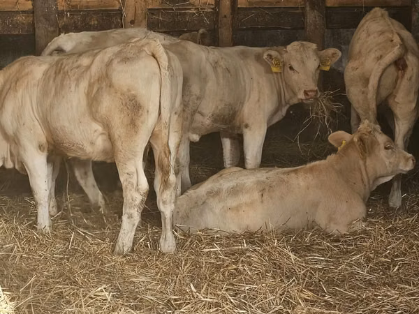 Cow, Charolais cattle