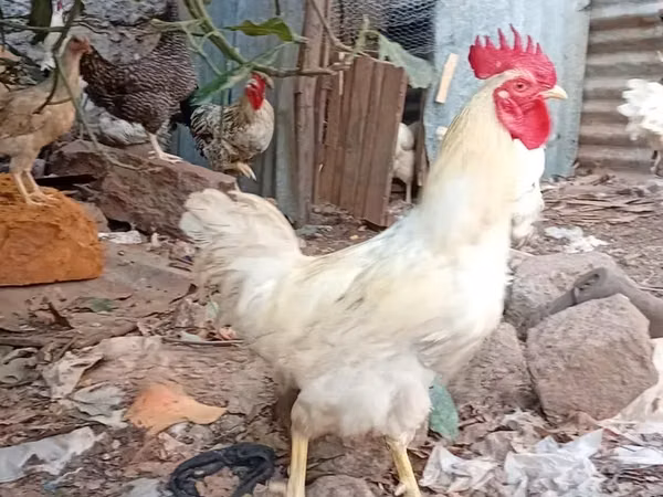 Shamo chickens