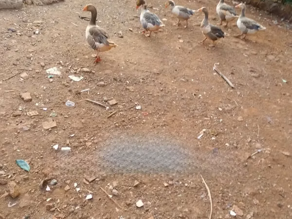 Geese