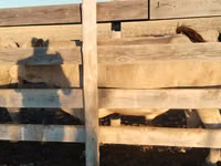Toro, Raza Auliékol — foto 4