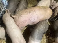 Cerdos (lote, sexo no especificado), Cerdos — foto 7